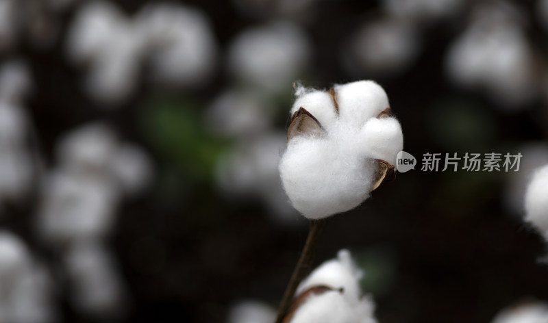 盛开的棉花桃