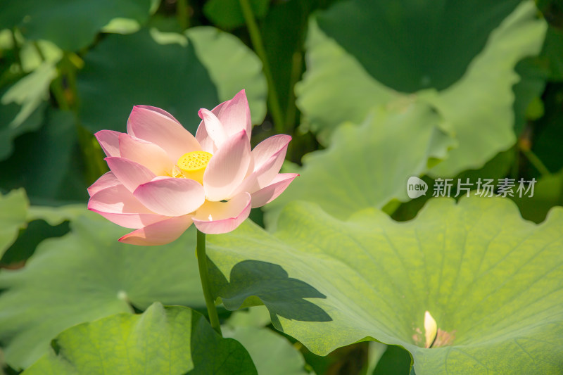 夏日荷花特写