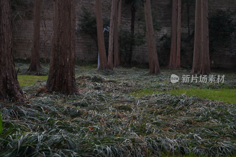 树林草地自然景观