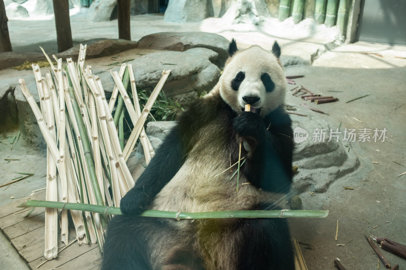岳阳中华大熊猫苑 大熊猫正在吃竹子