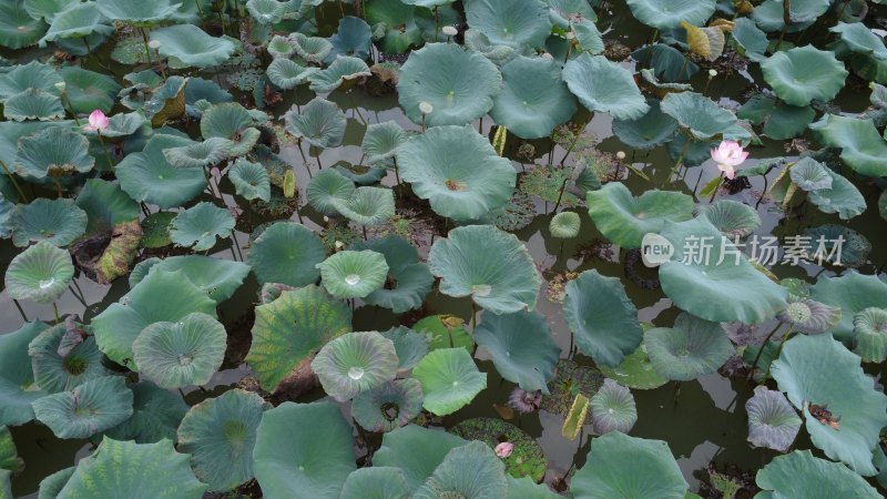 广东东莞：荷花池里荷叶田田 荷花盛开