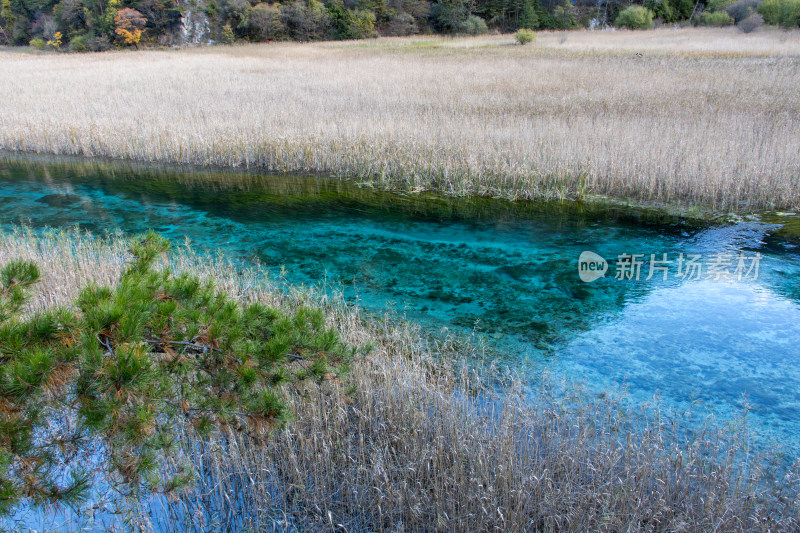 九寨沟秋色，芦苇海