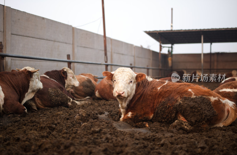 畜牧养殖肉牛养殖