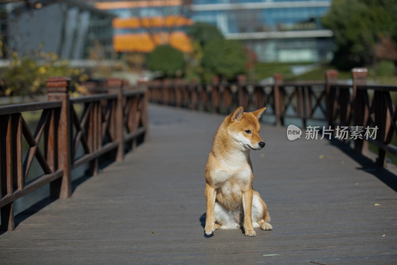 一只坐在栈道上的柴犬