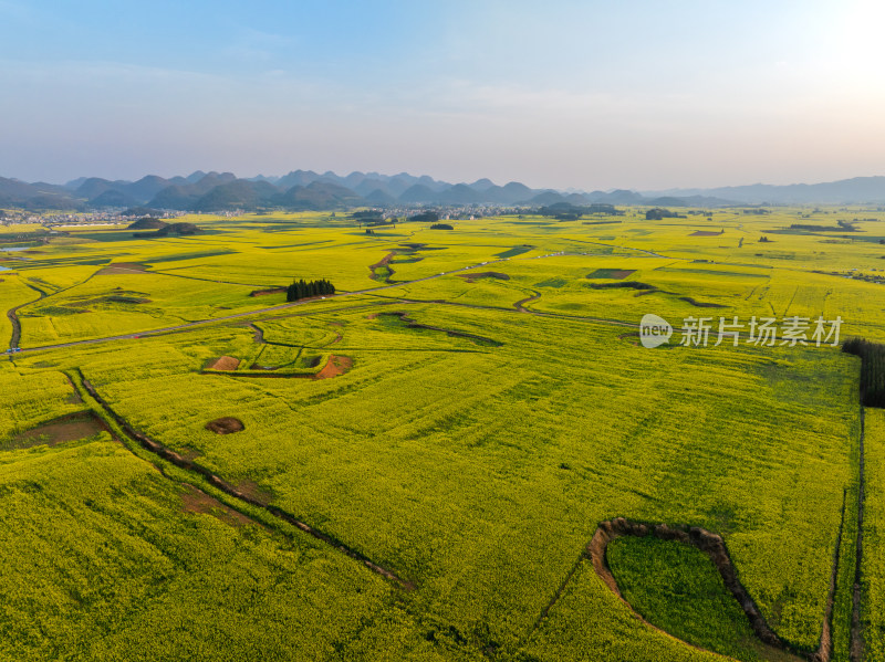 云南罗平油菜花海