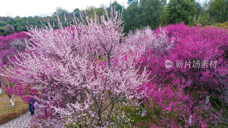 赏樱人群置身烂漫花海