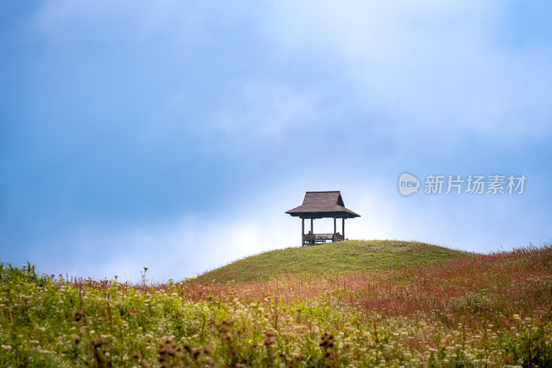 贵州阿西里西韭菜坪韭菜花高原草甸