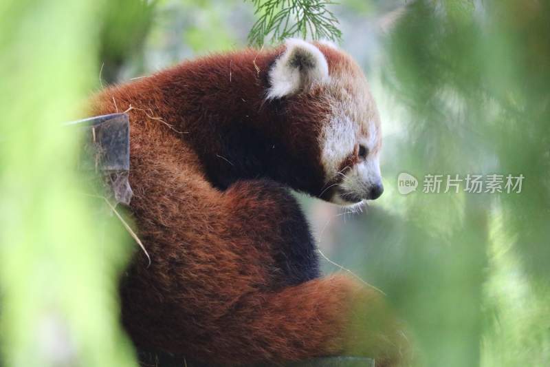 野生动物棕熊北极熊