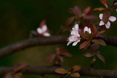 洁白的樱花