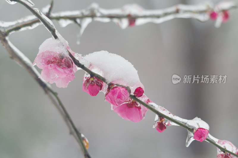 武汉东湖梅园雪中梅花盛开