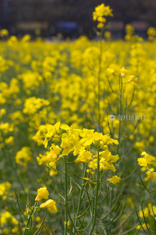 美丽的黄色油菜花田近景特写