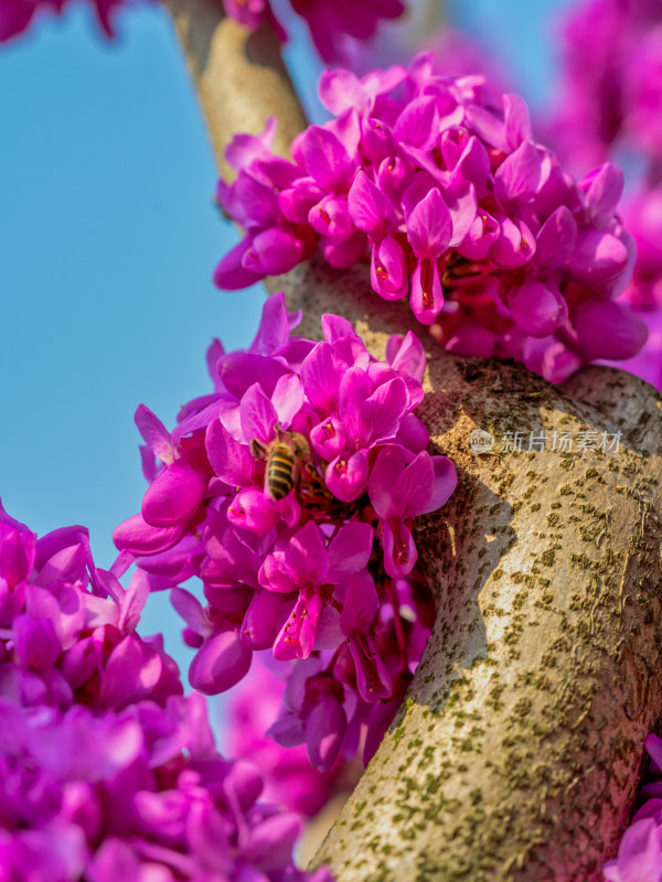 春天里的紫荆花