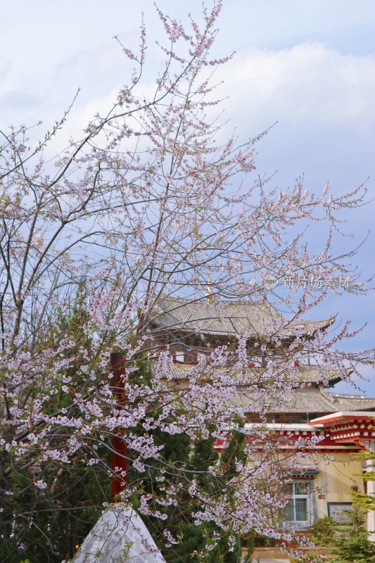 花遇大佛寺