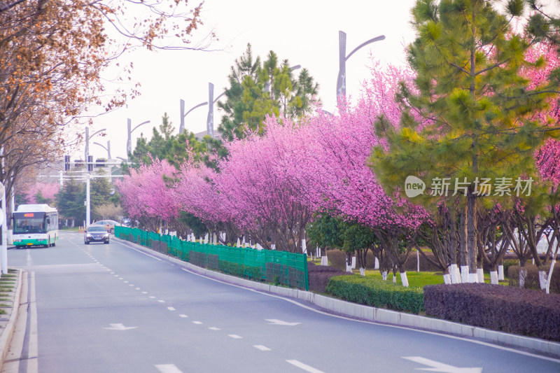 春日街景粉红梅花