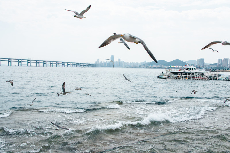 辽宁大连星海湾跨海大桥海鸥飞舞