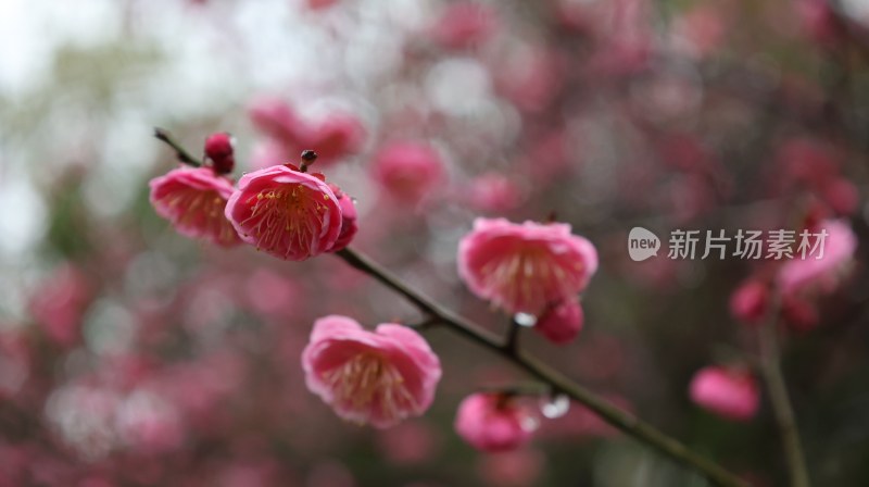 粉色梅花盛开的唯美花枝景象