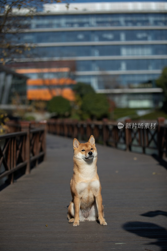 一只坐在栈道上的柴犬