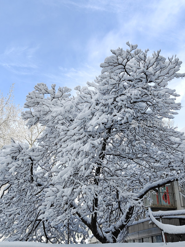 暴雪天银装素裹的树