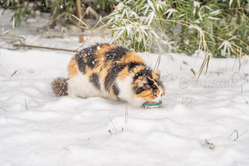 雪天三花猫在雪地觅食冬季流浪猫