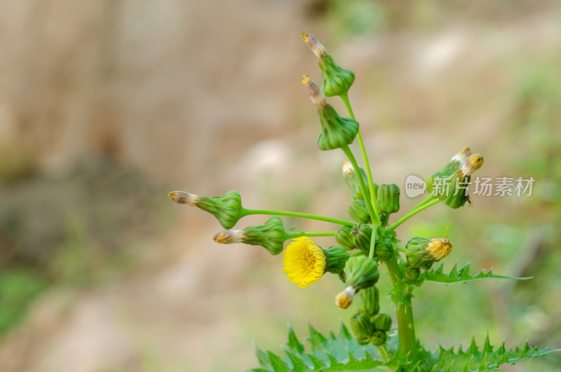 特写黄色野花与花苞