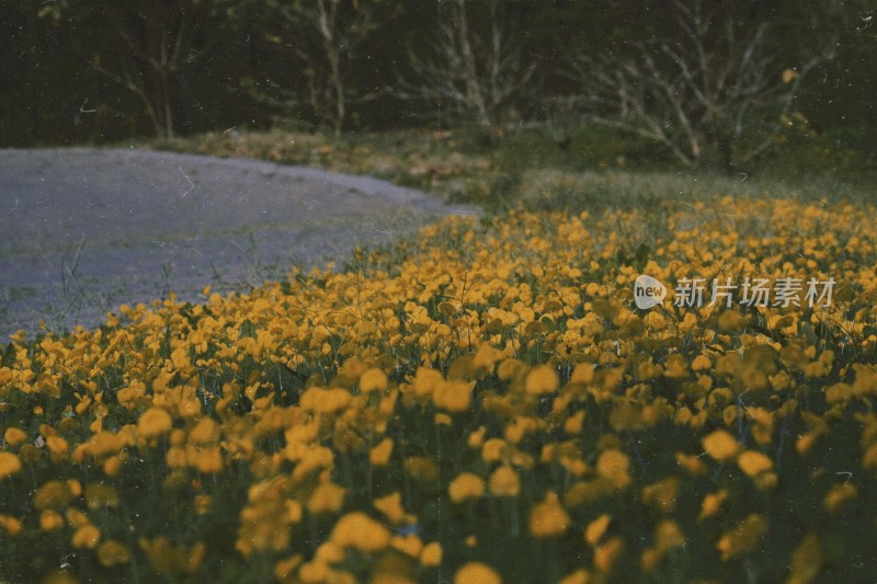 黄色花海