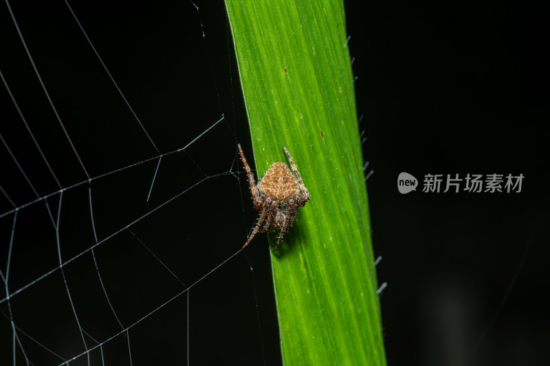 植物上的蜘蛛