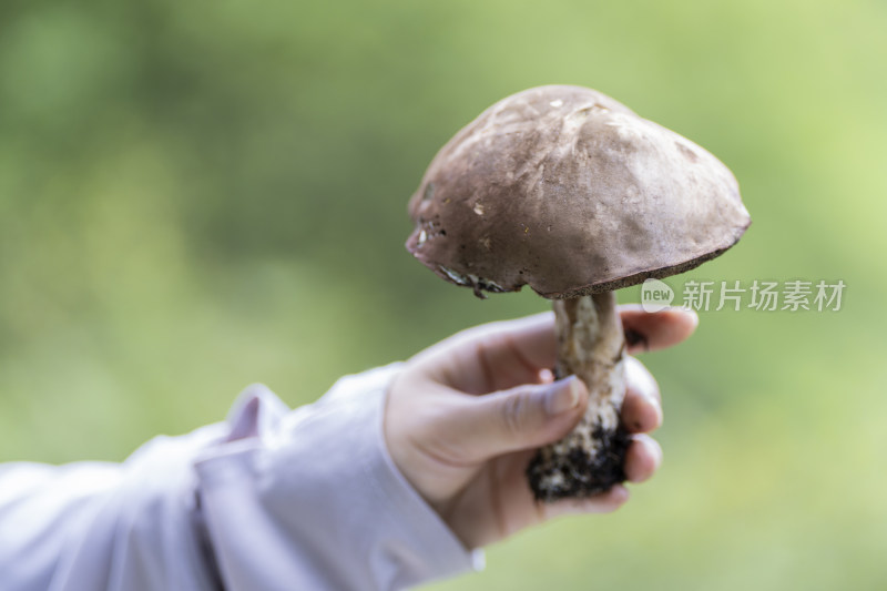 川西高原山林中采摘的牛肝菌特写