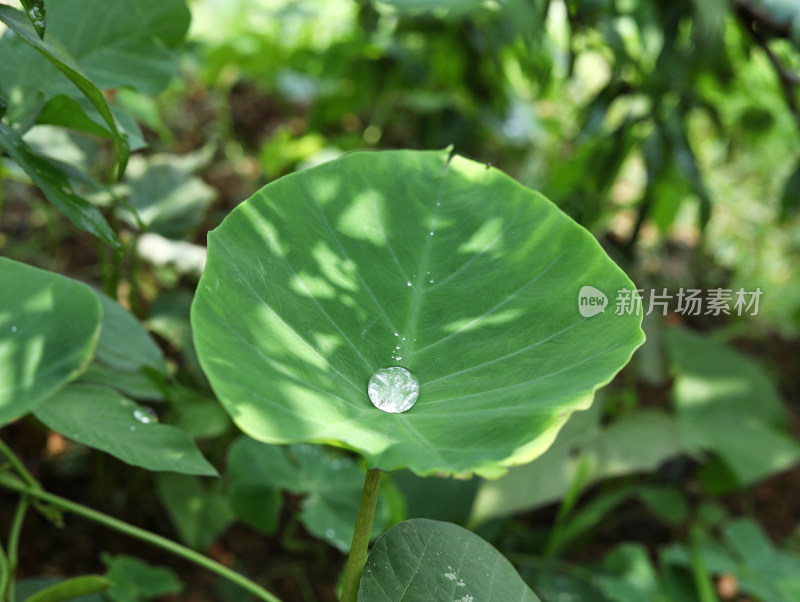 春天绿色的植物叶子树叶和水滴雨滴