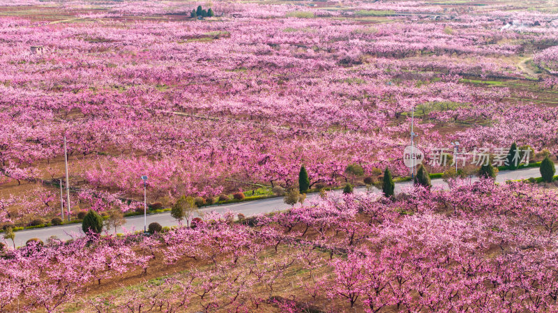 岩马水库大面积桃花