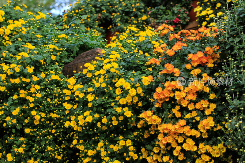 菊花花墙背景