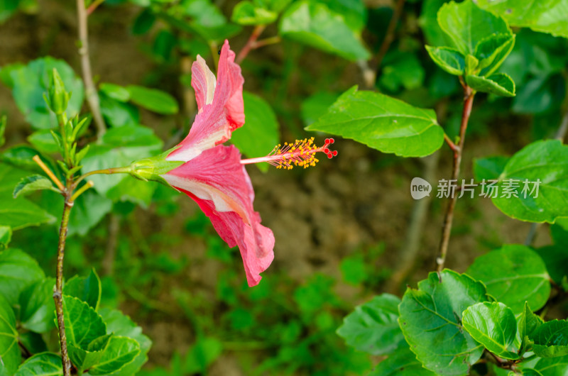 花园里盛开的红色朱槿花侧面