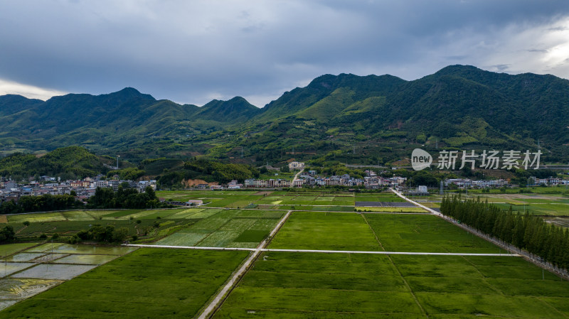 水稻种植基地，大面积的水稻田航拍