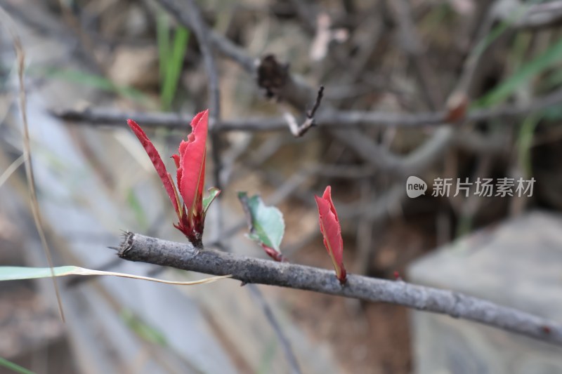 春暖花开