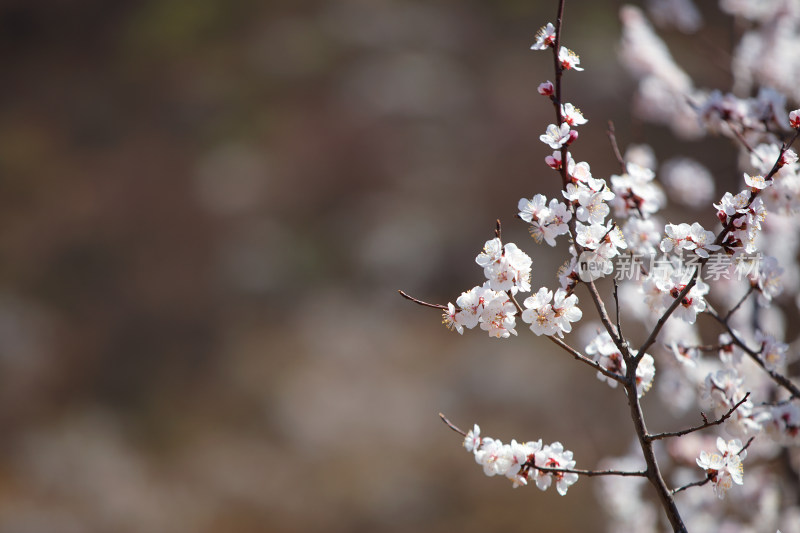 山桃花特写镜头