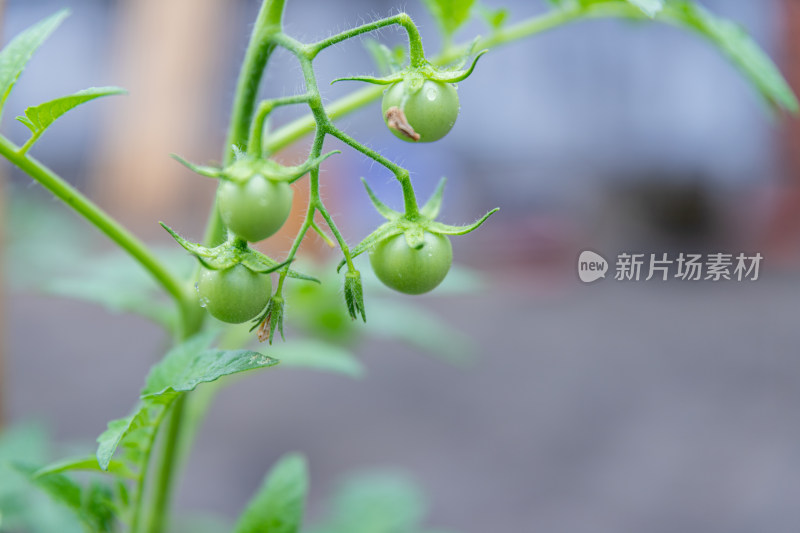 小番茄、番茄树