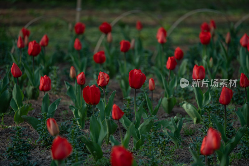 春天公园花海郁金香盛开花朵