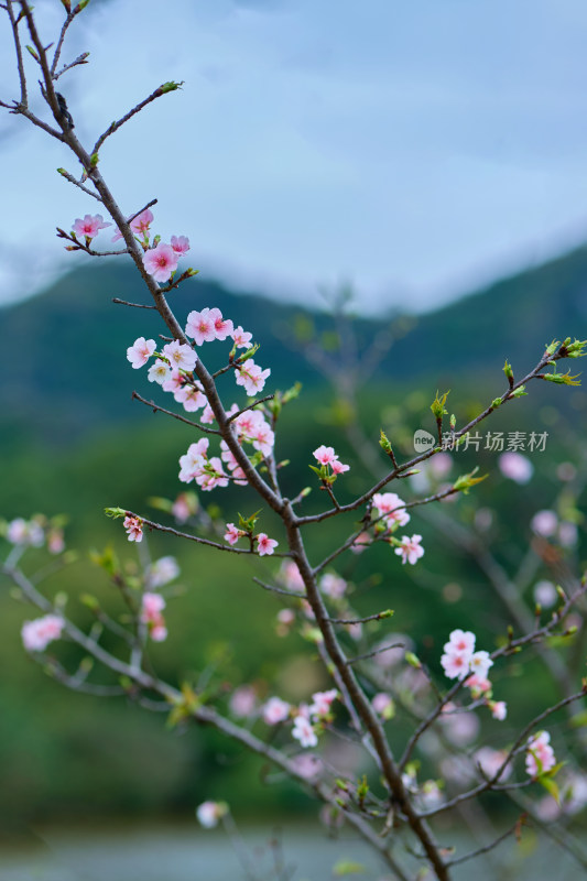 春天盛开的樱花