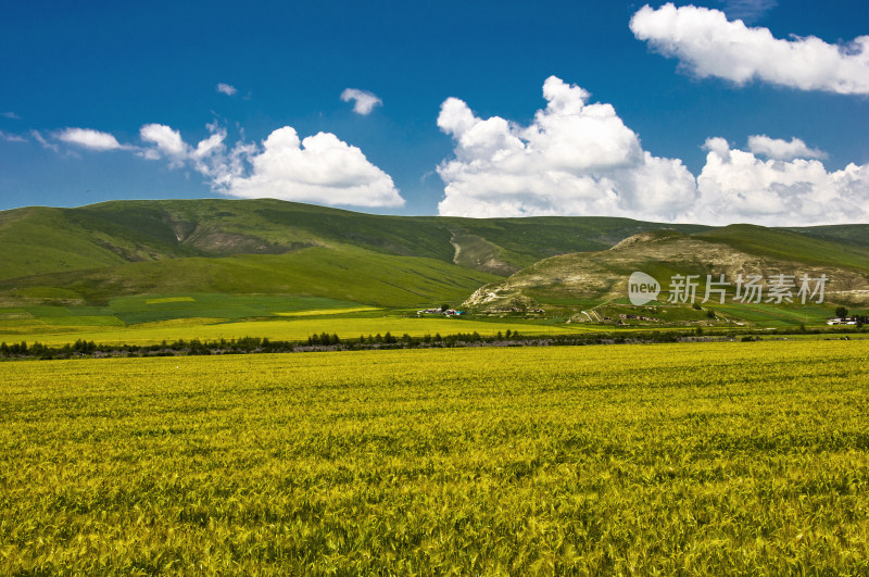 美丽的祁连山草原风光