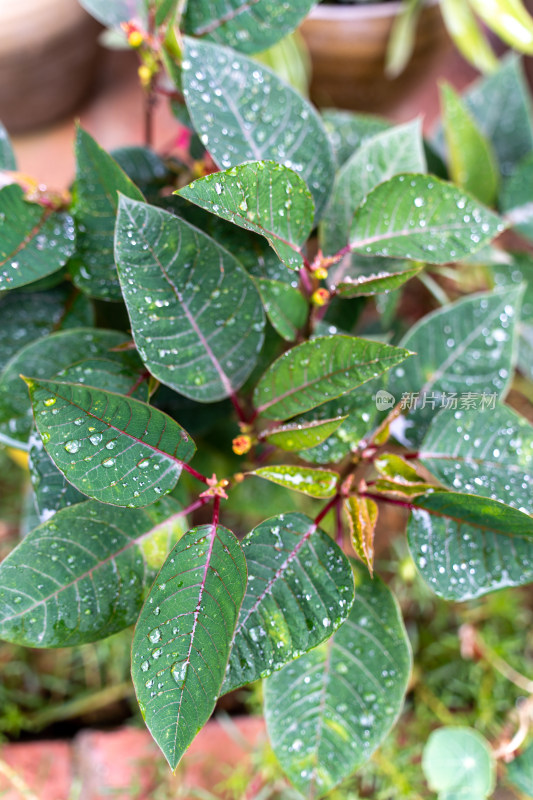 湿植物叶子一品红特写镜头