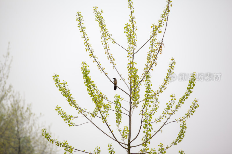 漂亮树枝上的小鸟