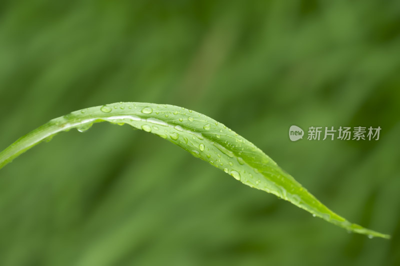 翠绿叶子上晶莹剔透的雨滴水珠