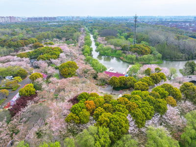 航拍上海宝山顾村公园樱花季樱花