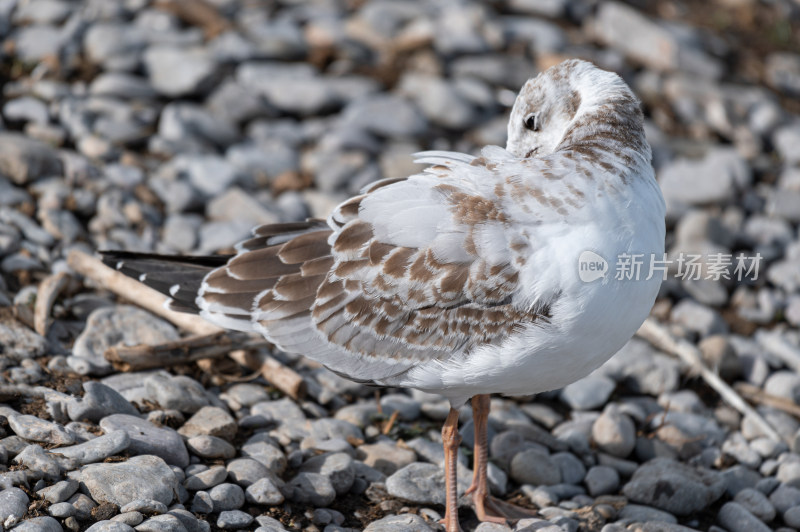 青海湖海鸥