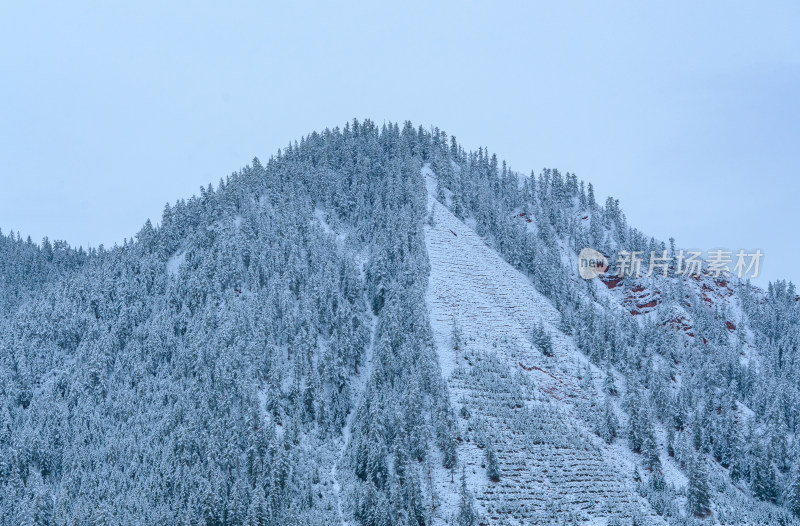 青海祁连卓尔山树林自然唯美雪景风光