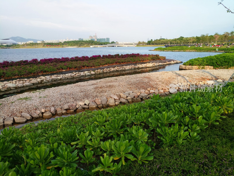 湖畔绿植景观