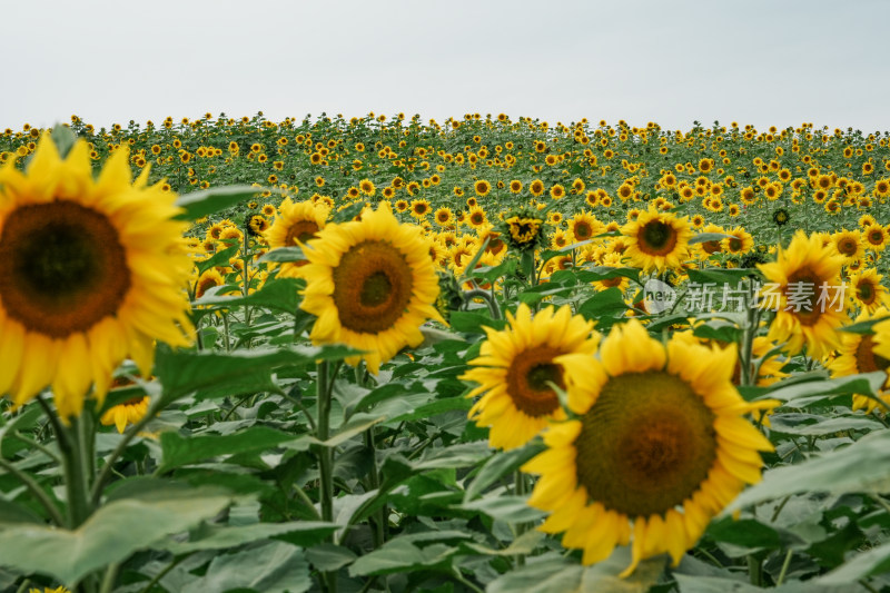 北京温榆河公园向日葵花田