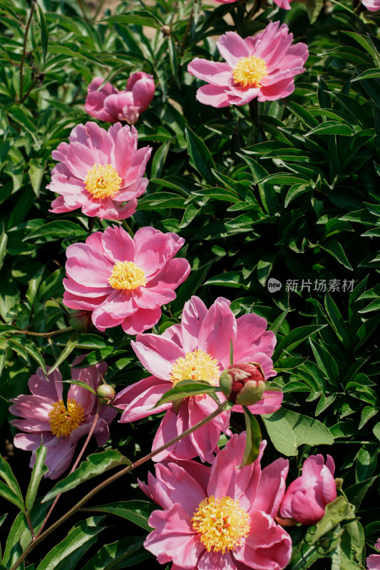 北京国家植物园芍药