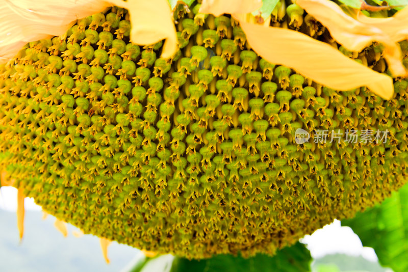 美丽田野田园太阳花葵花花朵向日葵航拍