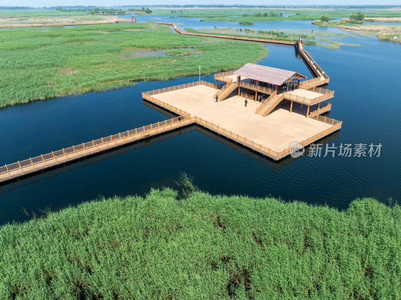 夏天白洋淀风景