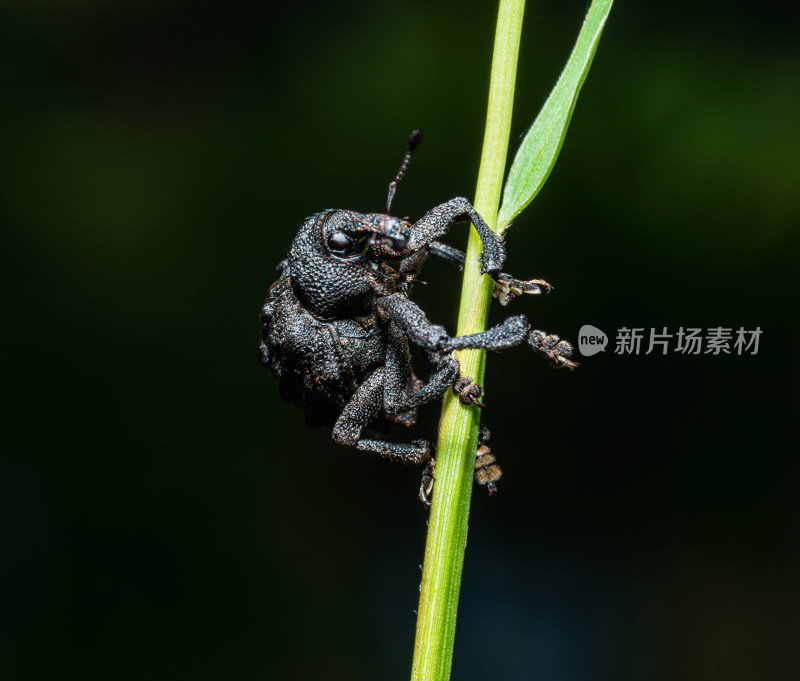 微距下的黑色象鼻虫